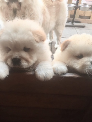 Chow chows (Cau cau)   , z�znamy veterin��e  z�ruka genetick�ho zdrav�.