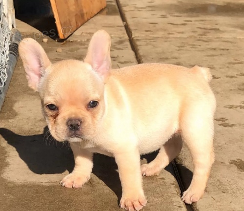 adoptovat �t��ata francouzsk�ho buldo�ka   bezplatn� adopce pro moje zdrav� �t��ata, jsou dob�e vy�koleni s rodokmenem mikro�ip� akc a v�emi dostupn�mi hra�kami kontakt spolu s va��m ��slem whatsapp
