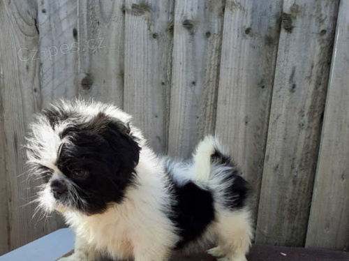�t��ata shih tzu k dispozici