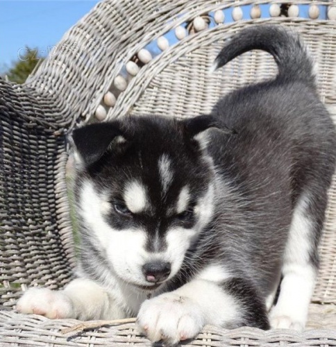 �istokrevn� sibi�sk� husky �t��ata