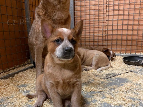 vynikaj�c� �t��ata australsk�ho hon�ck�ho psa