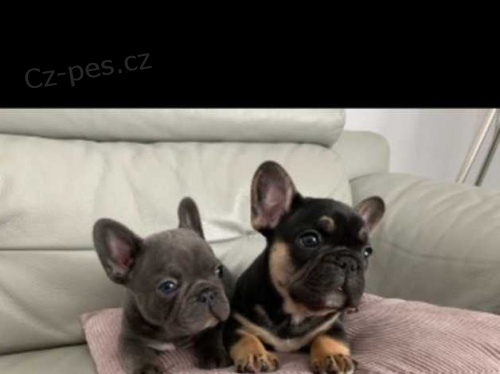 francouzsk� buldok �t��ata