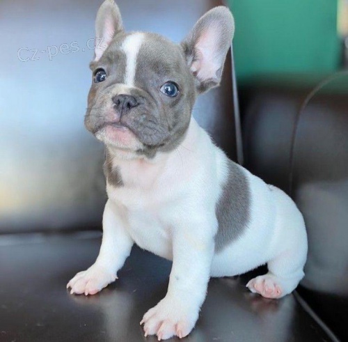 Francouzsk� buldo�ek �t��ata