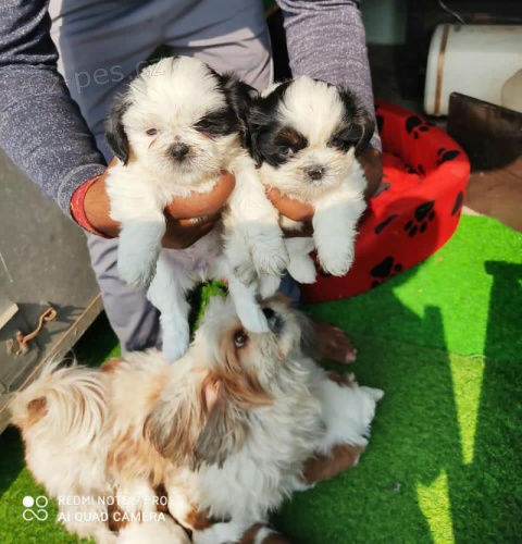 �t��ata shih tzu k dispozici.