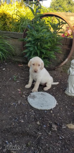 adoptujte �t��ata labrador�