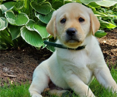 adoptujte �t��ata labradora