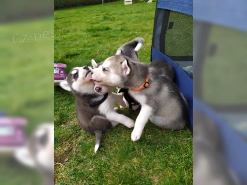 Sibi�sk� husky s PP &&