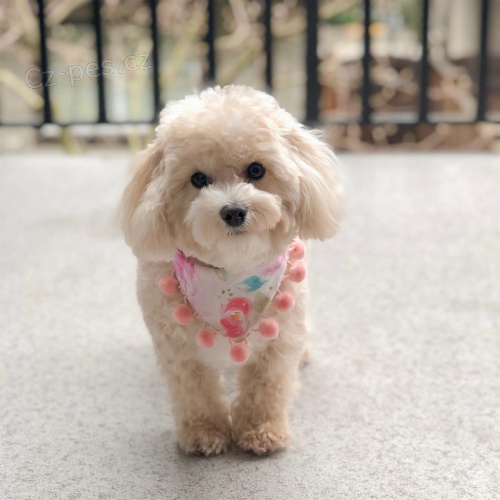 Malt�tina na prodej.