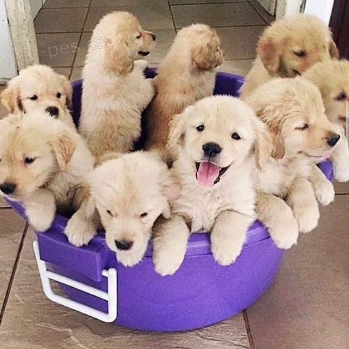 Zlat� retr�vr �t��ata.