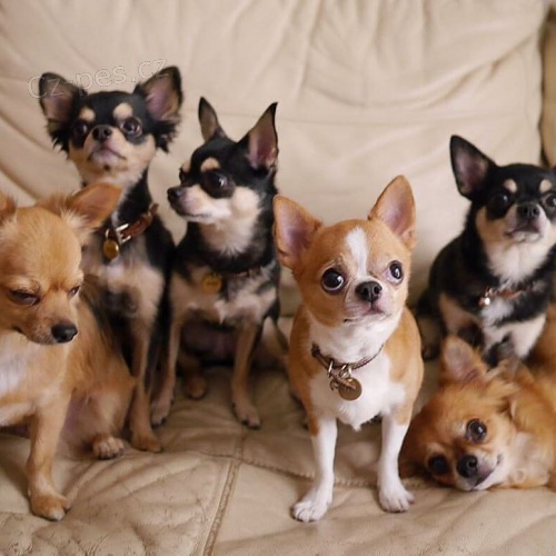 �t��ata �ivavy na prodej.