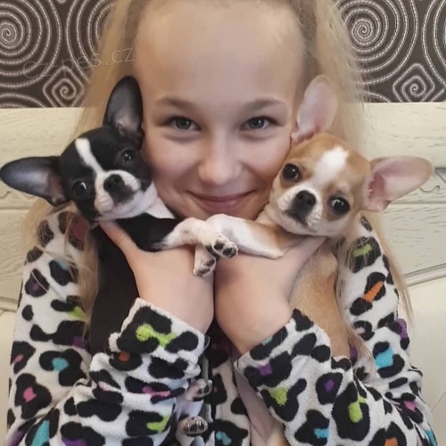 �t��ata �ivavy na prodej.