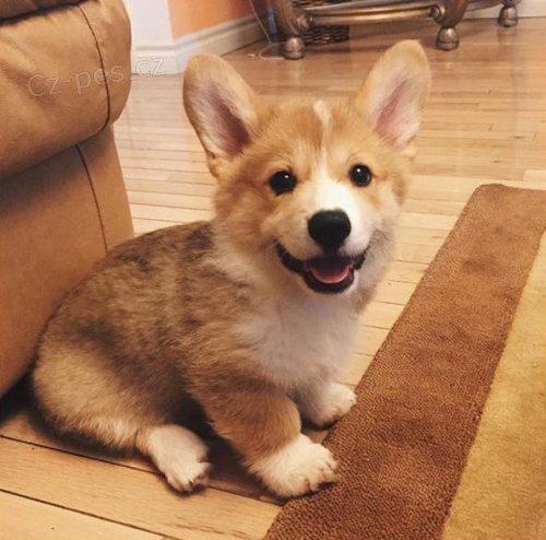 Welsh corgi �t��ata na prodej.