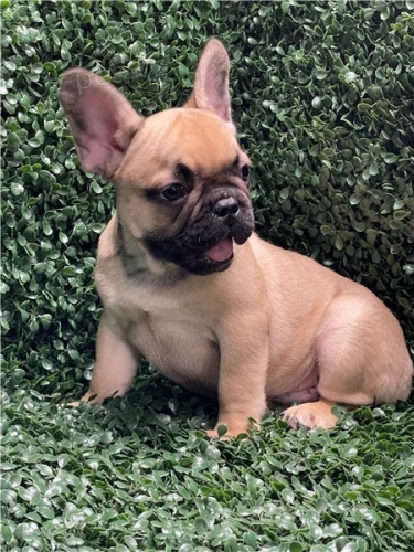 Francouzsk� buldo�ek �t��ata