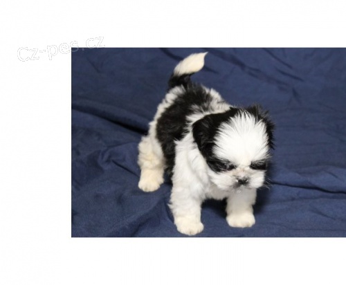 �t��ata shih-tzu