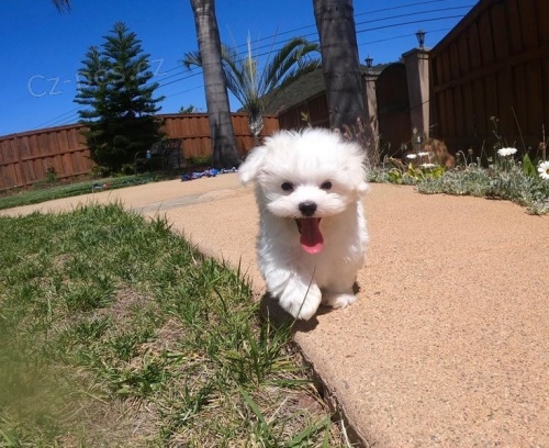 vynikaj�c� malt�zsk� �t��ata