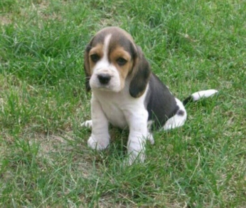 Kr�sn� a sladk� 60denn� �t���tka b�gl�