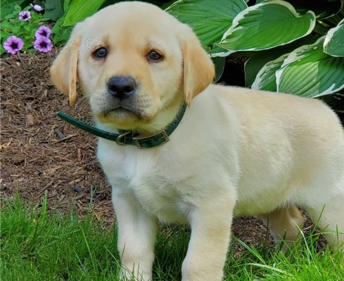 adoptujte kr�sn� �t��ata labradoraadoptujte kr�sn� �t��ata labradora