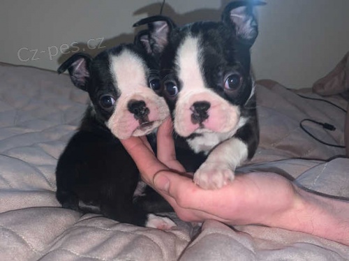 M�m 5 kr�sn�ch �t���tek Bostonsk�ho teri�ra