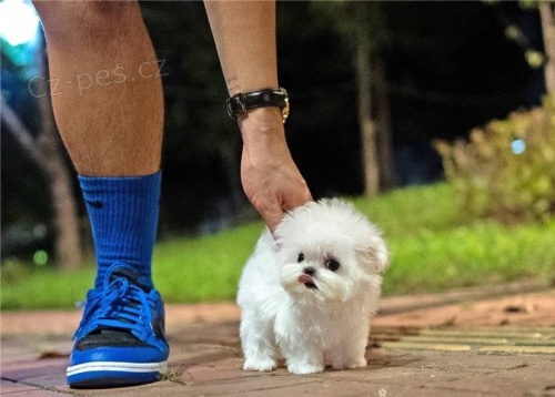 malt�zsk� �t��ata