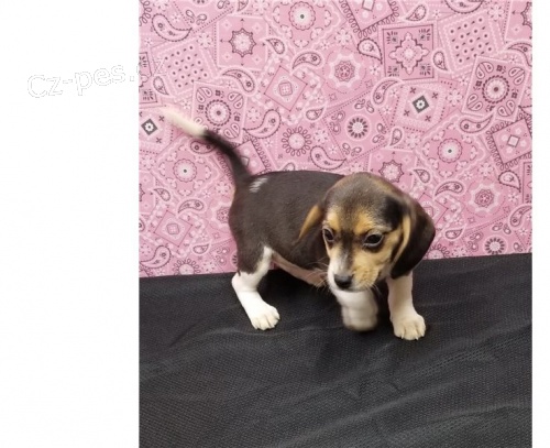 roztomil� �t���tka beagle 2 **
