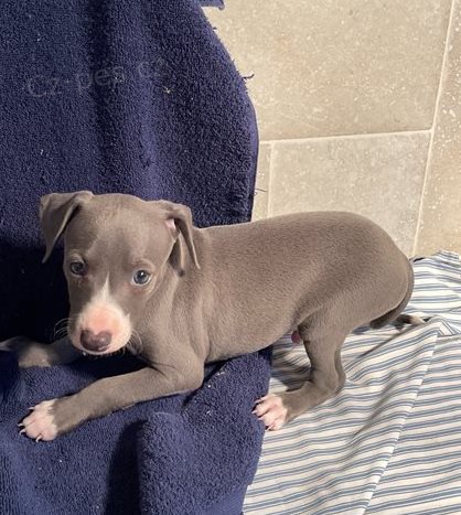 �t��ata italsk�ch chrt� pro dobr� domov 