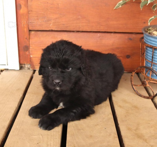  �t��ata Novofundlandsk� k adopci