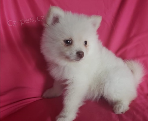 Roztomil� �picl �t��ata