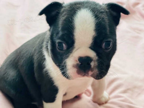 �t��ata boston teri�ra