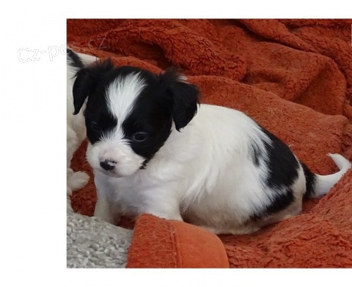 papillon 1 d�vka 1 chlapec