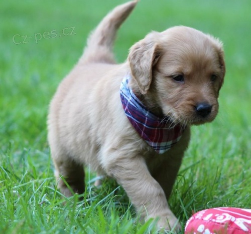 Zdrav� �t��ata zlat�ho retr�vra