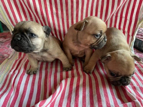 francouzsk� buldok �t��ata