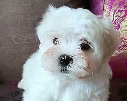 Rozko�n� maltsk� �t��ata