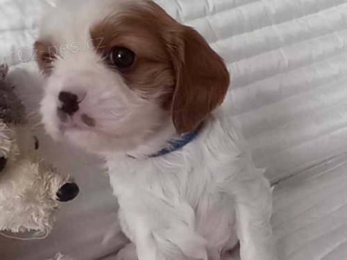 Kaval�r King Charles �t��ata k dispozici