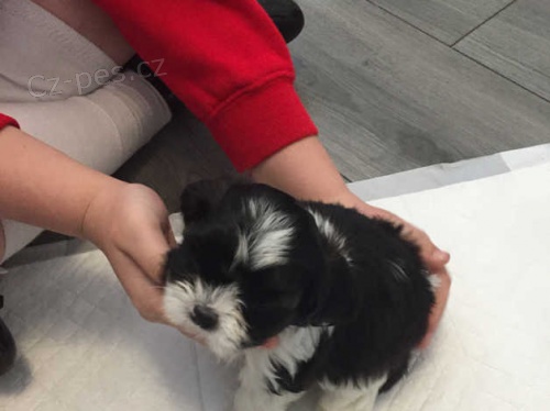 Roztomil� �t��ata shih tzu