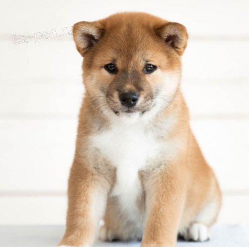 kr�sn� shiba inu k adopci