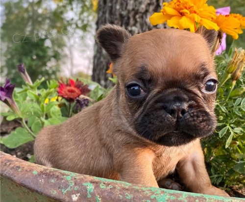 ڞasn� �t��ata francouzsk�ho buldo�ka