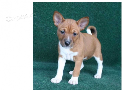 Fantastick� �t���tka basenji