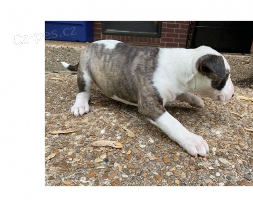 Bulteri�r �t��ata