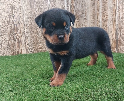 ** Rotvajleri ** 2 d�vky 1 chlapec **