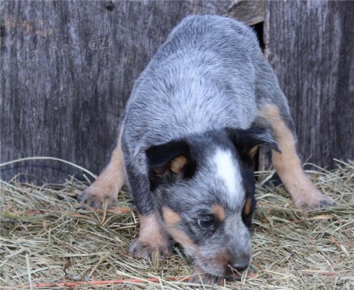 Australsk� hon�ck� pes