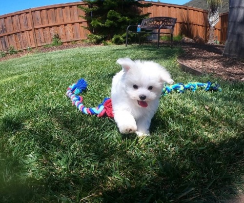 Kr�sn� maltsk� �t��ata