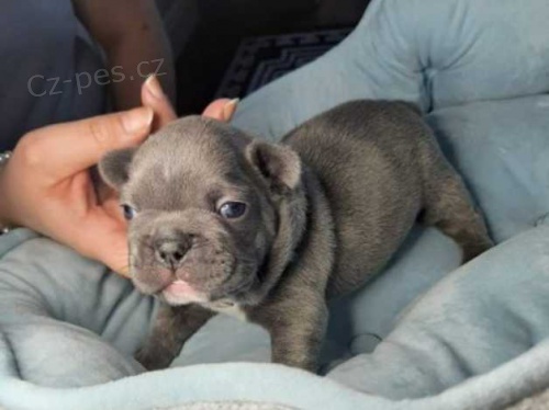 �pi�kov� �t��ata francouzsk�ho buldo�ka