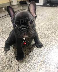 Francouzsk� buldo�ek �t��ata