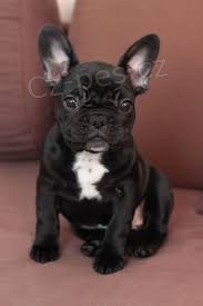 Francouzsk� buldo�ek