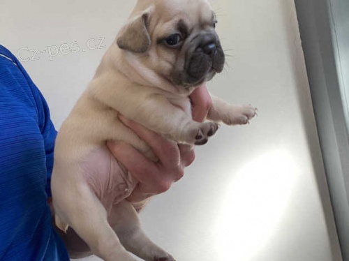 Kr�sn� �istokrevn� �t��ata francouzsk�ho buldo�ka registrovan� v KC,