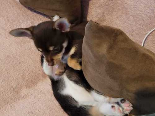 �t��ata �ivavy k dispozici