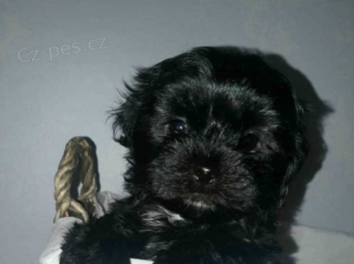 �ern� barva maltsk�ch �t��a