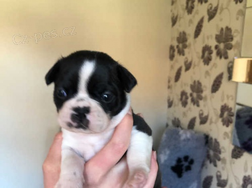 Fantastick� �t���tka boston teri�ra