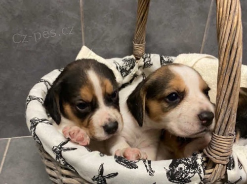 Zobrazit �t��ata typu beagle