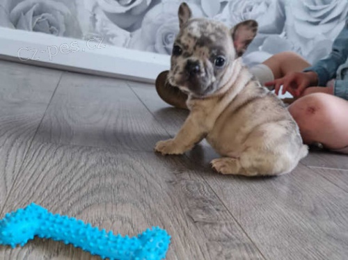 zdrav� �t��ata francouzsk�ho buldo�ka